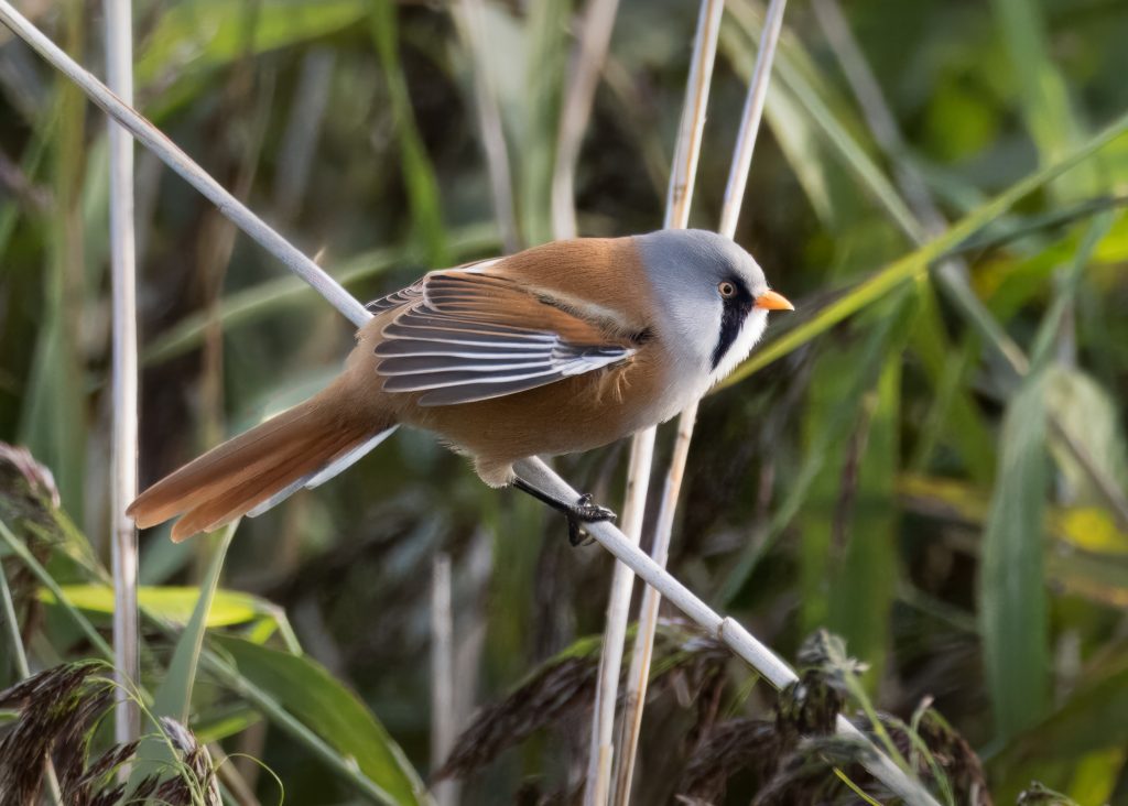 Bearded Tit